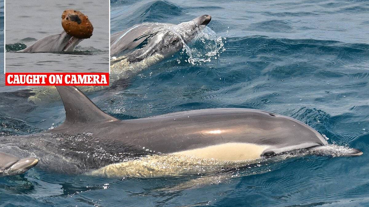 Dolphins caught on video displaying never-before-seen ability that shocks marine scientists: 'I was screaming'