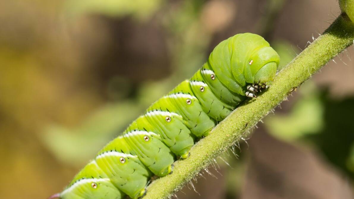 Scientists Put Caterpillars in an Ultraquiet Chamber to Learn How They Hear Without Ears