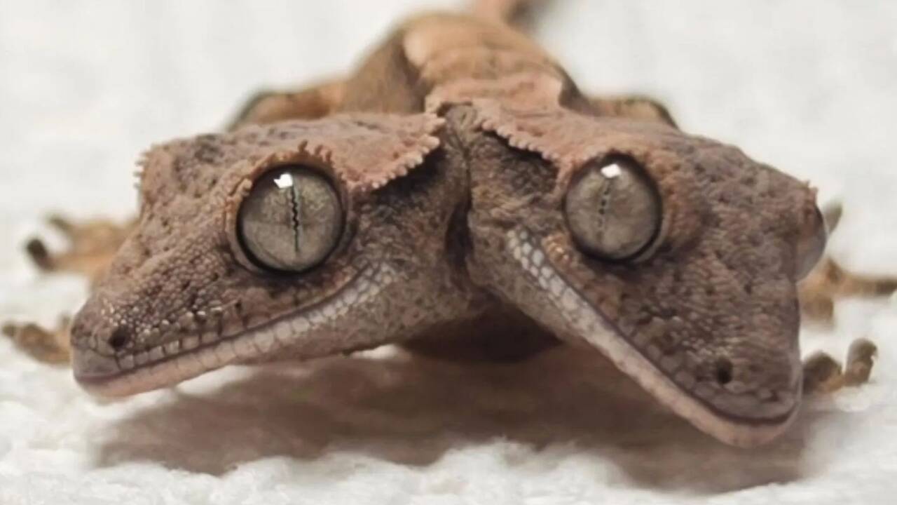 Two-headed gecko dubbed &lsquo;Simon & Garfunkel&rsquo; defies odds as he reaches 4 week birthday &ndash; & happily feeds from BOTH heads
