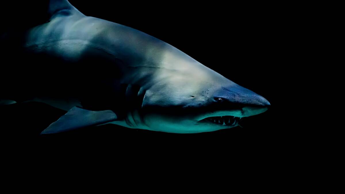 Greenland Shark Mystery Deepens as Scientists Admit Ancient Ocean Creature Could Be 500 Years Old