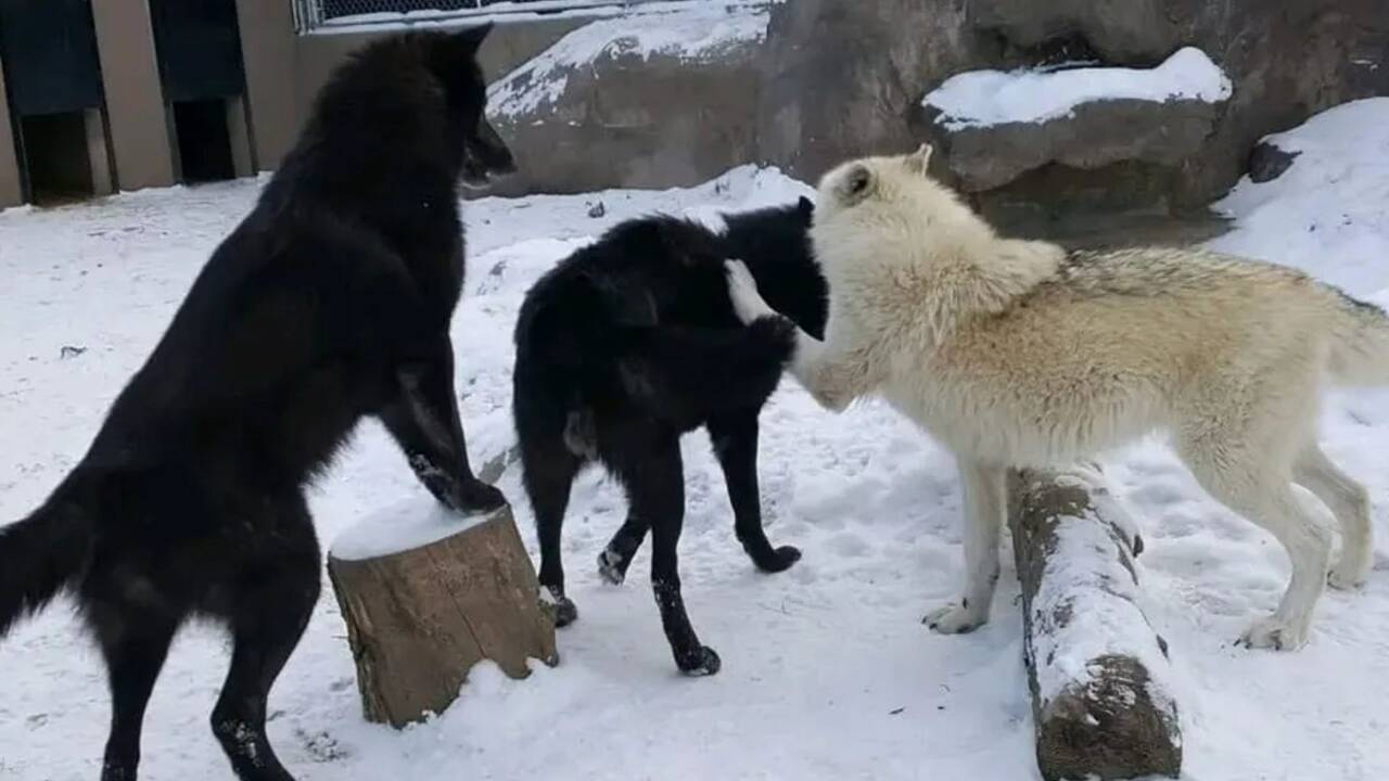 Two zookeepers mauled in horror attack by vicious wolves as workers tried remove dead animal from enclosure