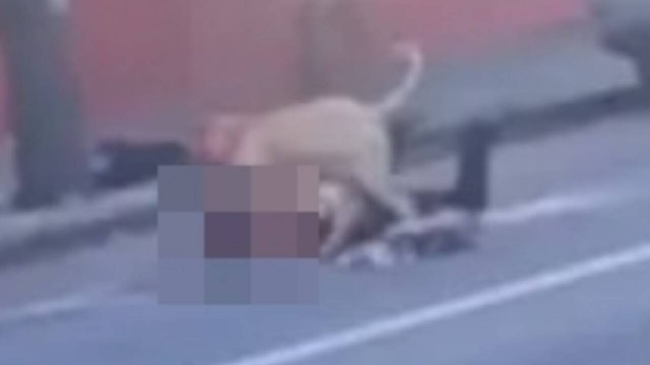 Pit bull seen dripping with blood after viciously mauling woman on street in California as she&rsquo;s rushed to hospital