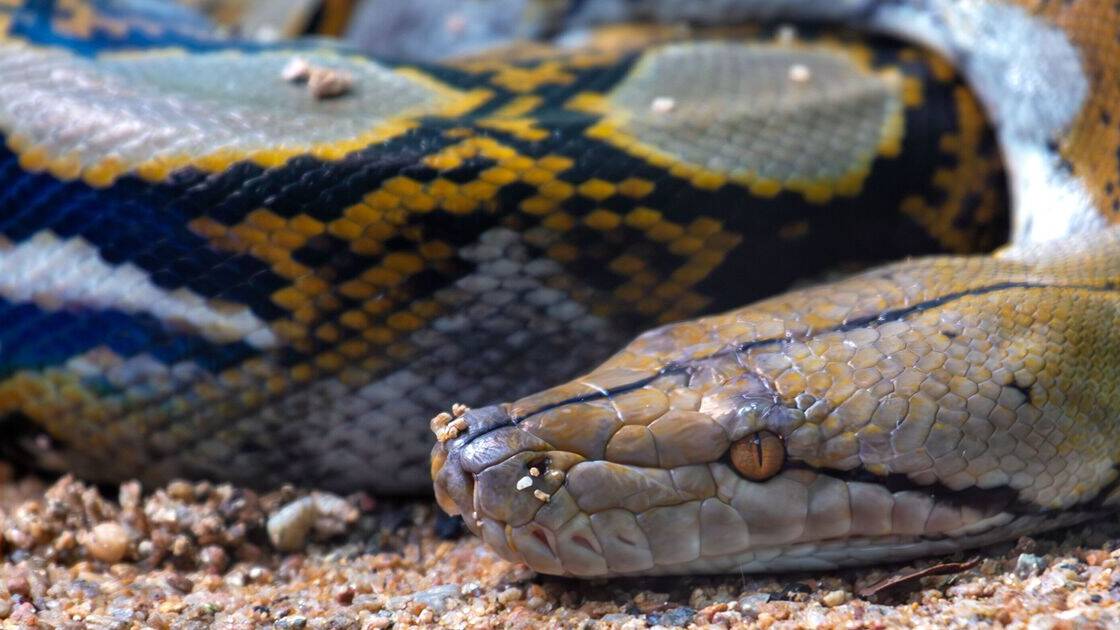 Mother swallowed whole and found fully clothed inside python after trip to the market
