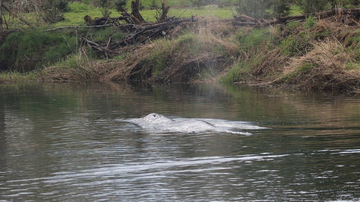 Gray whale spotted swimming up huge US river has died