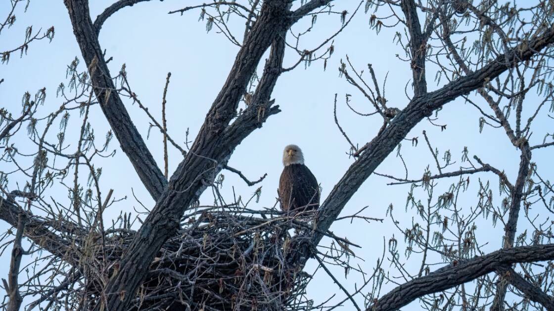 Big Bear Eaglet's Accidental 'Fludge' Plunge Sparks Massive 4th of July Fireworks Protest