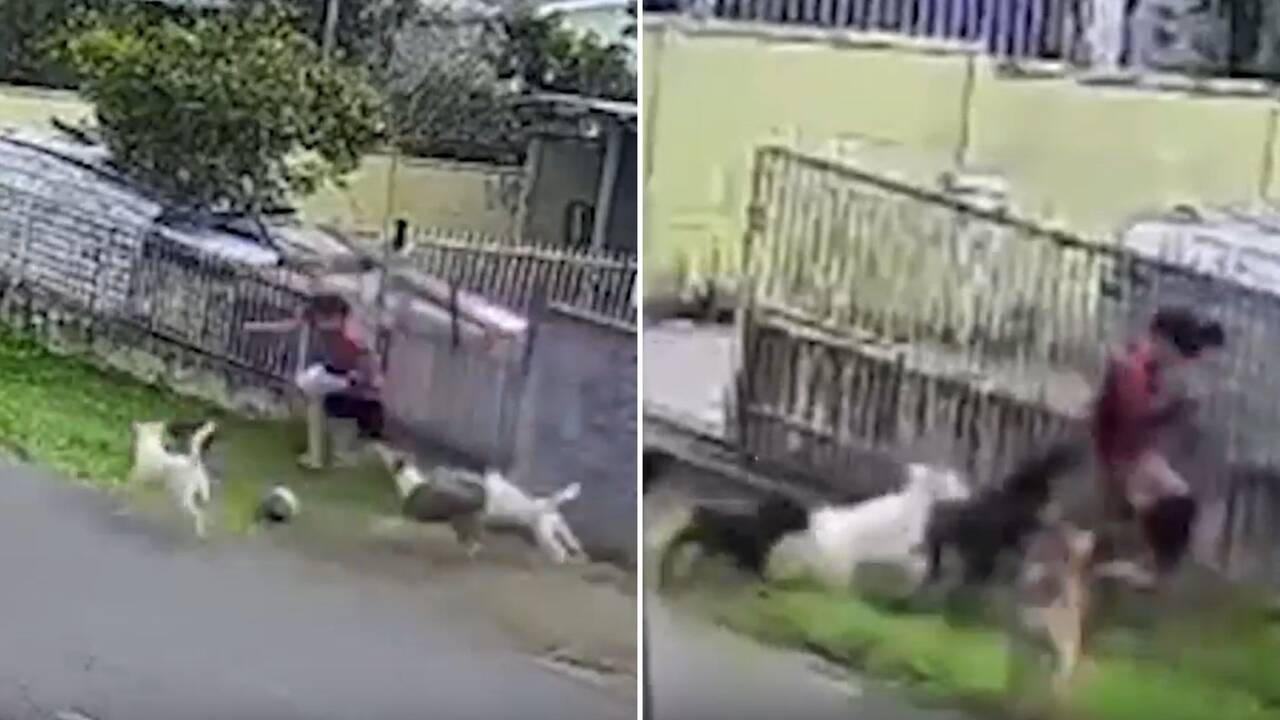 Moment terrified boy, 11, screams as he&rsquo;s attacked by pack of 9 dogs while walking to play football with friend