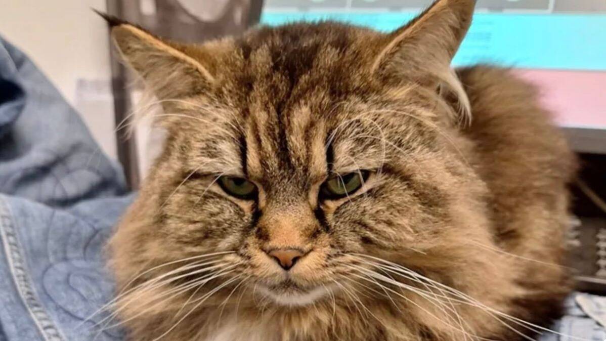 'Change law to stop people who run over cats from driving away' plea