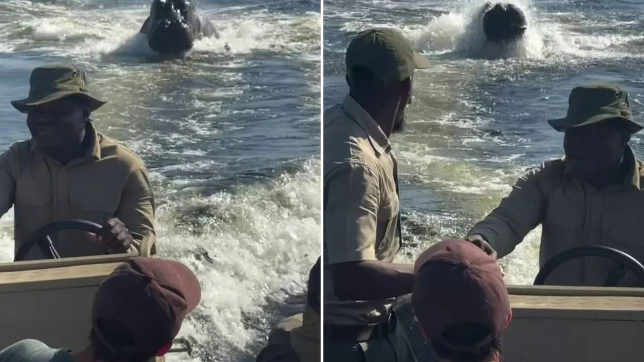 Terrifying moment huge hippo charges at boat full of tourists as beast lunges out of the water in pursuit