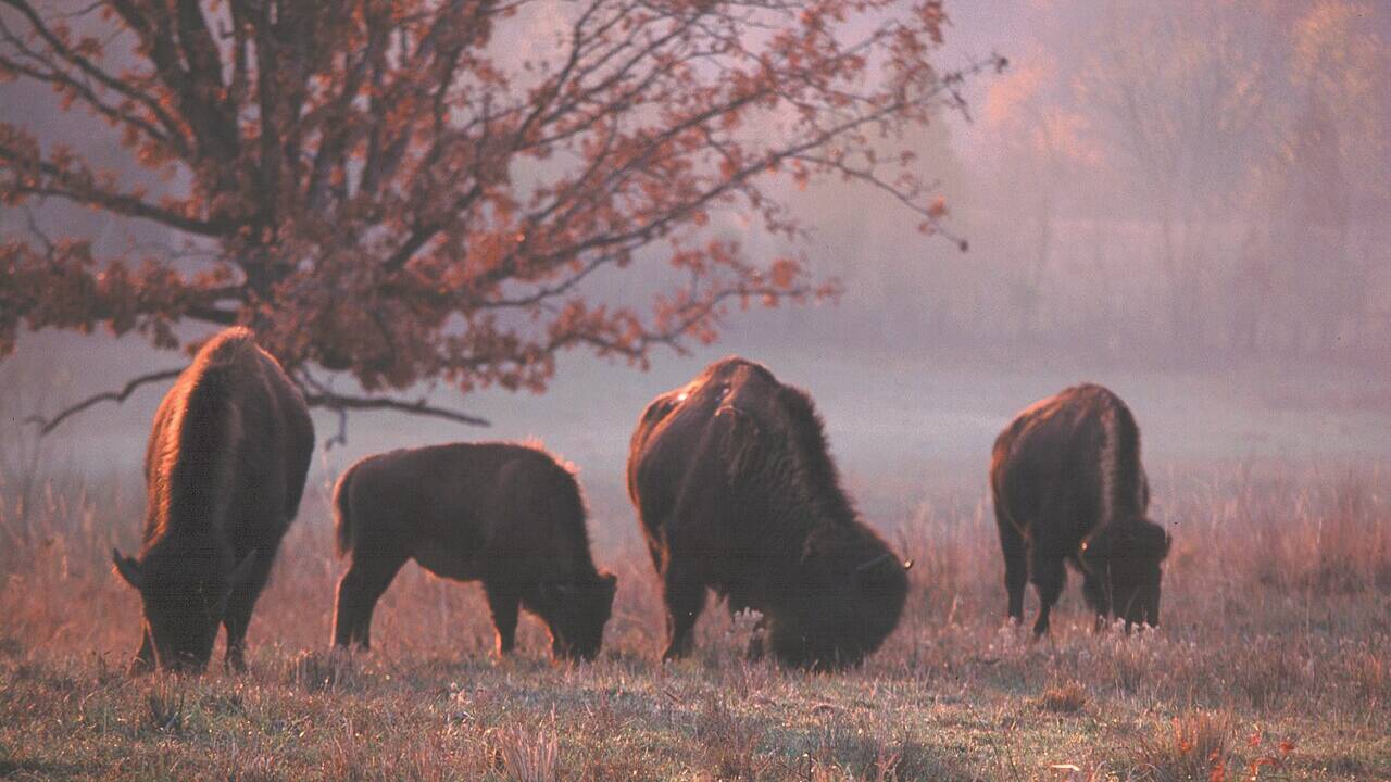 Trump Administration Targets Wild Bison: New Policy Moves to Evict Beasts From Protected Federal Grasslands Nationwide