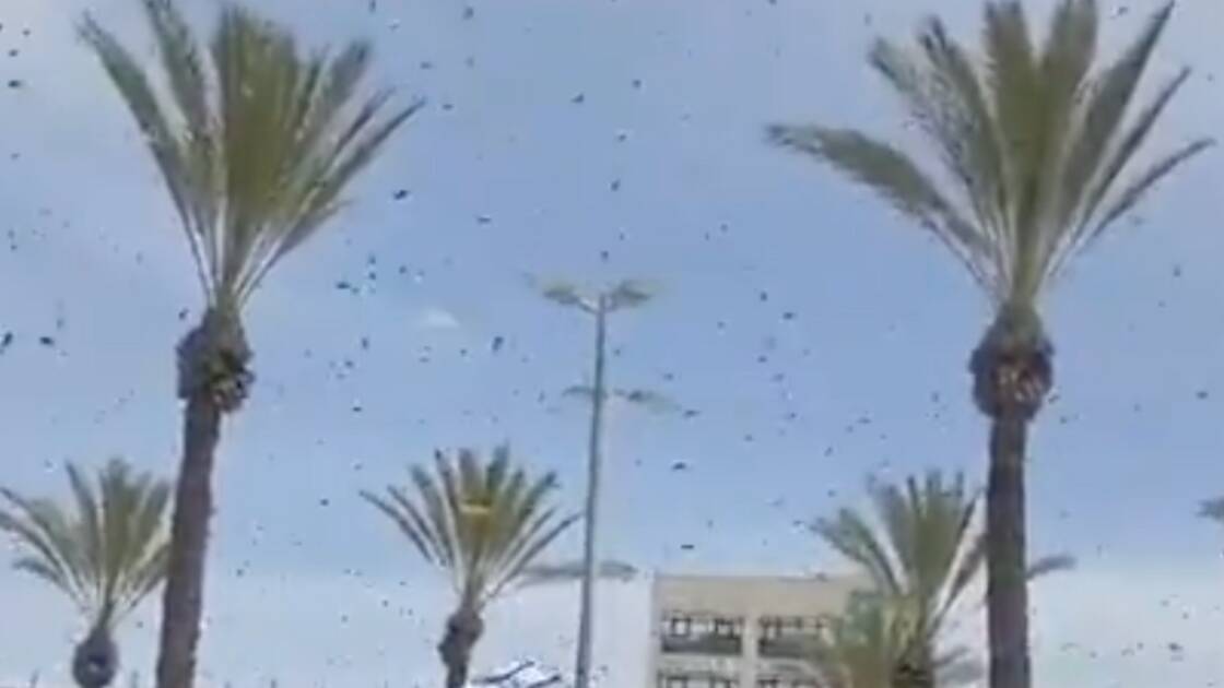 Israel hit by bee 'plague' as thousands swarm in 'apocalyptic' scene - 'is this Biblical?'