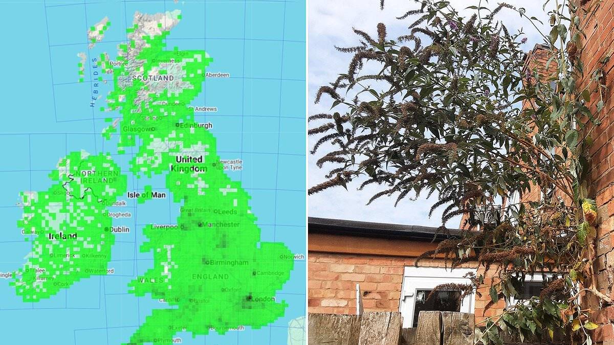 The new Japanese knotweed: Urgent warning over 'bombsite plant' that can force apart brickwork, chimneys and roofs