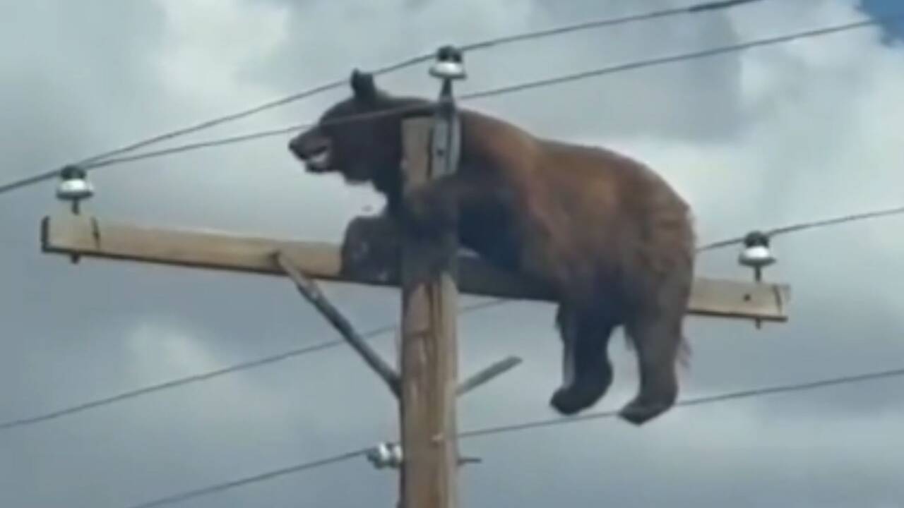 Heartbreaking moment bear gets stuck at the top of 35ft utility pole &ndash; before being electrocuted to death