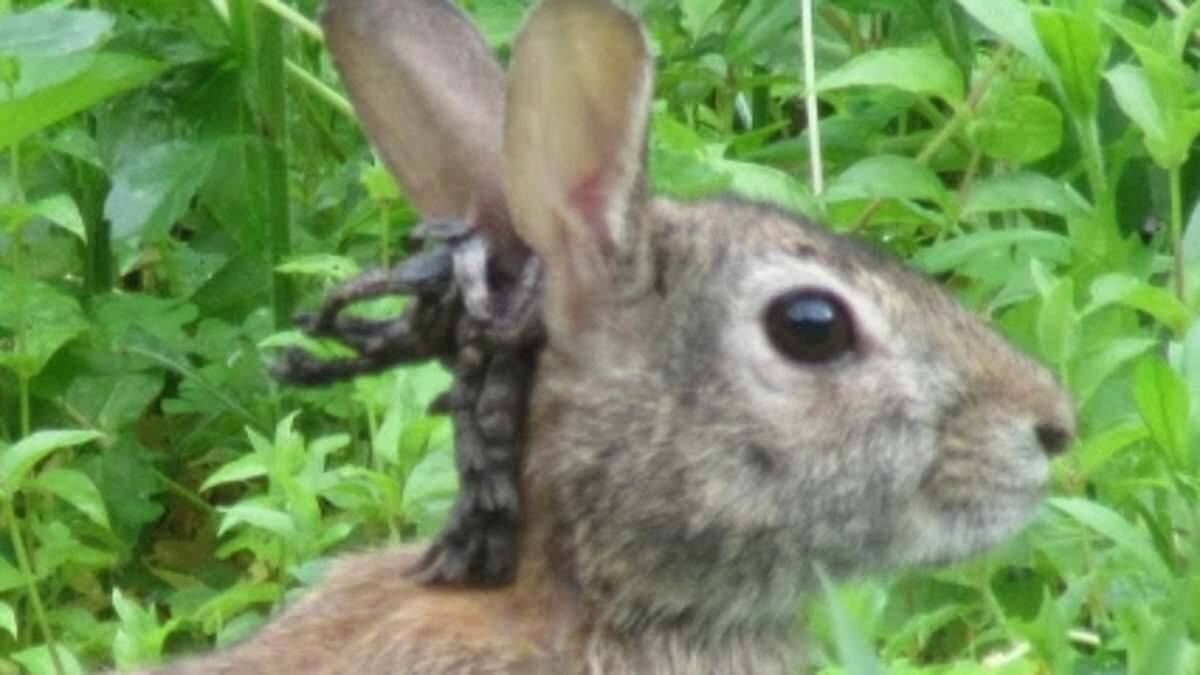 'Frankenstein' rabbits with tentacles sprouting from their heads invade several US states